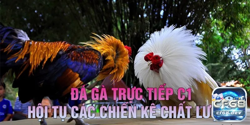 Đá gà C1 là gì? Mẹo chơi đá gà chọi C1 bất bại cho người mới Đá gà trực tiếp C1 là nơi hội tụ những chiến kê mạnh nhất