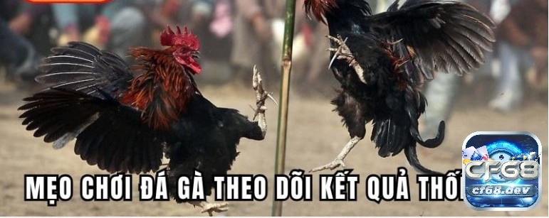 Đá gà C1 là gì? Mẹo chơi đá gà chọi C1 bất bại cho người mới Đánh giá qua kết quả trong lịch sử của các ván đấu để tăng tỉ lệ chiến thắng