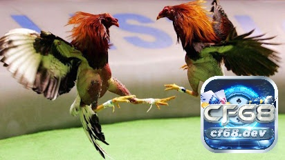 Đá gà chọi C1 - Những điều anh em cần nắm khi trải nghiệm Đá gà cực sắt cực kì kích tính nên thu hút đông đảo cược thủ tham gia