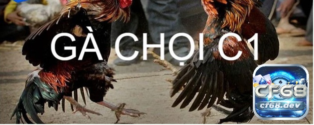 Đá gà chọi C1 - Những điều anh em cần nắm khi trải nghiệm Cùng CF68 tìm hiểu về đá gà chọi C1 nhé
