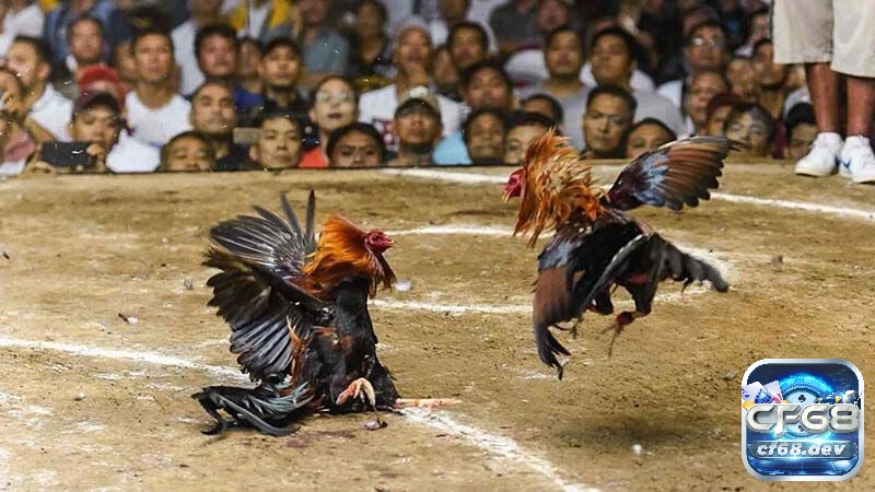 Đá gà trực tuyến là gì? Những điều anh em kê thủ cần nắm Thoải mái về thời gian và khoảng cách nên thu hút đông đảo anh em cược thủ tham gia trải nghiệm