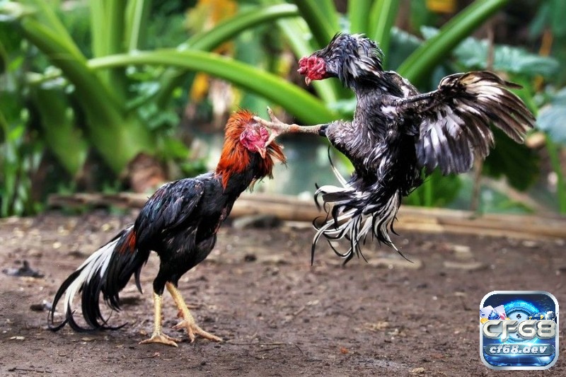 Luật đá gà cựa sắt: Tổng hợp quy định và những điều cần biết Nắm rõ nguồn gốc giúp người chơi hiểu sâu hơn về giá trị văn hóa của đá gà cựa sắt qua nhiều thế hệ.