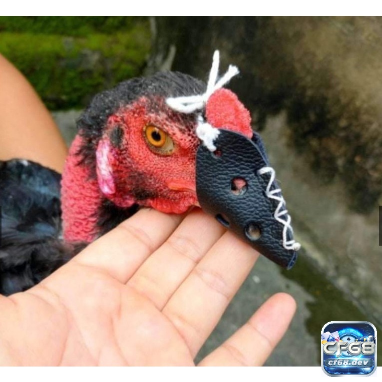 Bịt mỏ gà chọi - Cách làm và những lưu ý bảo vệ chiến kê Cách bịt mỏ gà chọi đơn giản và hiệu quả nhất, anh em kê thủ nên tham khảo