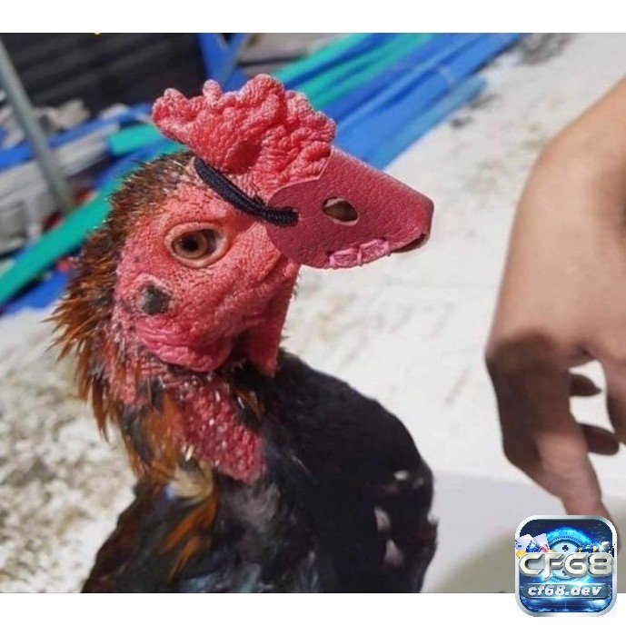 Bịt mỏ gà chọi - Cách làm và những lưu ý bảo vệ chiến kê Nên bịt mỏ gà chọi khi nhốt theo bầy đàn hoặc khi chúng bị tổn thương nhằm hạn chế những thương tích không mong muốn