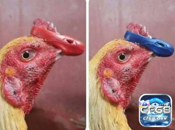 Bịt mỏ gà chọi - Cách làm và những lưu ý bảo vệ chiến kê Khi bịt mỏ bằng nhựa thường được thiết kế ôm sát mỏ, nhưng khá khó khi tháo ra