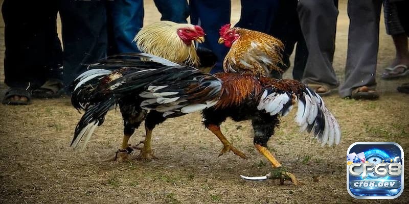 Đá gà chọi là gì? Cách thức đặt cược và mẹo hay từ cao thủ Đá gà cựa dao nơi các chiến kê được trang bị thêm cựa dao nhằm đem lại những giây phút hồi hộp và đầy tính căng thẳng