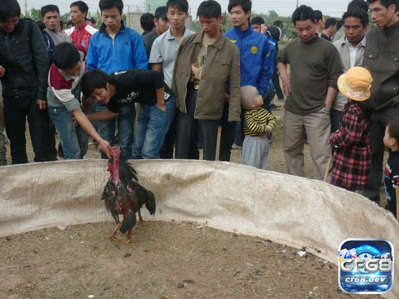 Đá gà chọi là gì? Cách thức đặt cược và mẹo hay từ cao thủ Anh em nên áp dụng các chiến lược hợp lý để làm chủ trận đấu