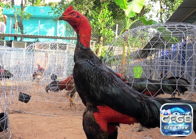 Đá gà đòn - Luật chơi chi tiết và mẹo chơi luôn thắng Trước khi cho chiến kê tham chiến anh em cần kiểm tra thể lực của chúng tránh để sai sót không đáng có