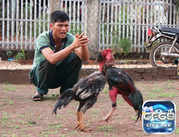 Đá gà đòn - Luật chơi chi tiết và mẹo chơi luôn thắng Huấn luyện đúng phương pháp giúp cho chiến kê có thêm các kỹ năng để tham gia thực chiến
