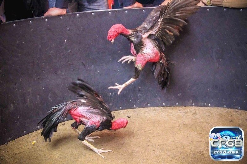 Đá gà đòn - Luật chơi chi tiết và mẹo chơi luôn thắng Đá gà đòn là hình thức thi đấu mà các chiến kê sử dụng sử dụng sức bền và sức mạnh để hạ gục đối thủ
