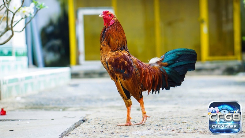 Đá gà tre là gì? Cách chọn giống và luật chơi luôn thắng Với kích thước nhỏ nhắn nhưng sức bền và tốc độ đáng kinh ngạc khi thi đấu mang lại trận đấu đầy kịch tích