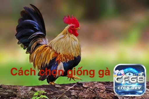 Đá gà tre là gì? Cách chọn giống và luật chơi luôn thắng Chọn được giống gà tre đá tốt là một phần quan trọng giúp anh em dễ dàng chiến thắng