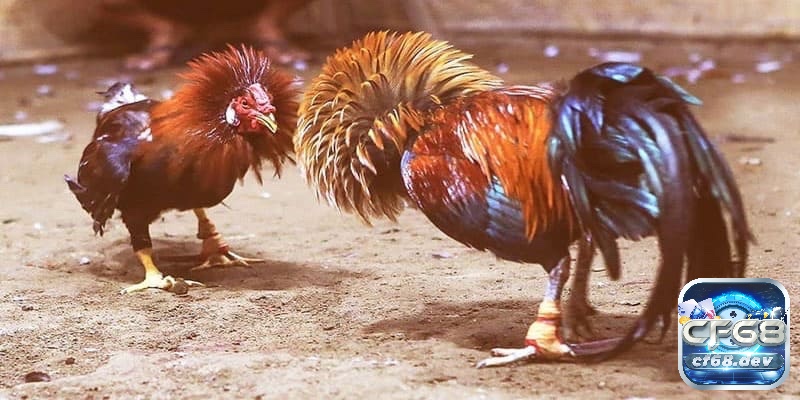 Đá gà tre là gì? Cách chọn giống và luật chơi luôn thắng So với các giống gà khác thì gà tre này có lợi thế về sự nhanh nhẹn và kỹ thuật tấn công tinh tế nhiều hơn