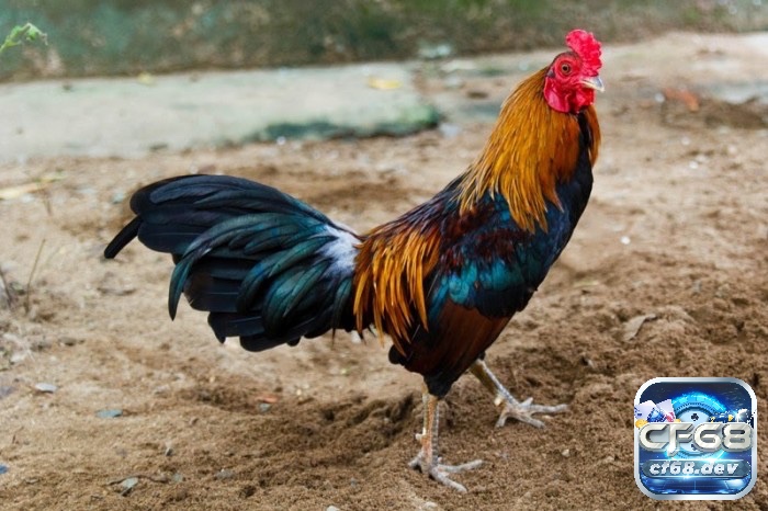 Đá gà tre là gì? Cách chọn giống và luật chơi luôn thắng Cùng Cf68 tìm hiểu về đá gà tre nhé