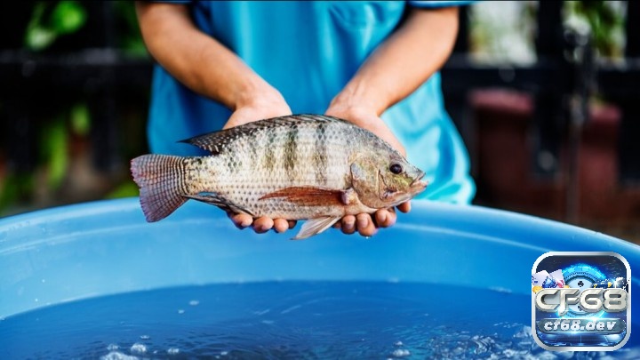Giải mã giấc mơ thấy cá rô đánh đề số mấy may mắn? Mơ bắt được cá rô liên quan tới điềm báo tốt đẹp