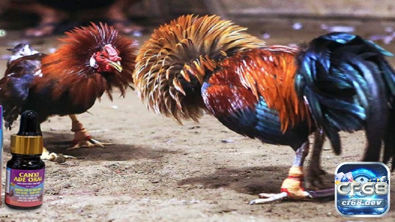 thuốc tăng lực gà đá - Cách dùng và top thuốc tăng lực hiệu quả Theo dõi phản ứng gà đá sau khi sử dụng thuốc nếu có phản ứng phụ phải xử lí kịp thời