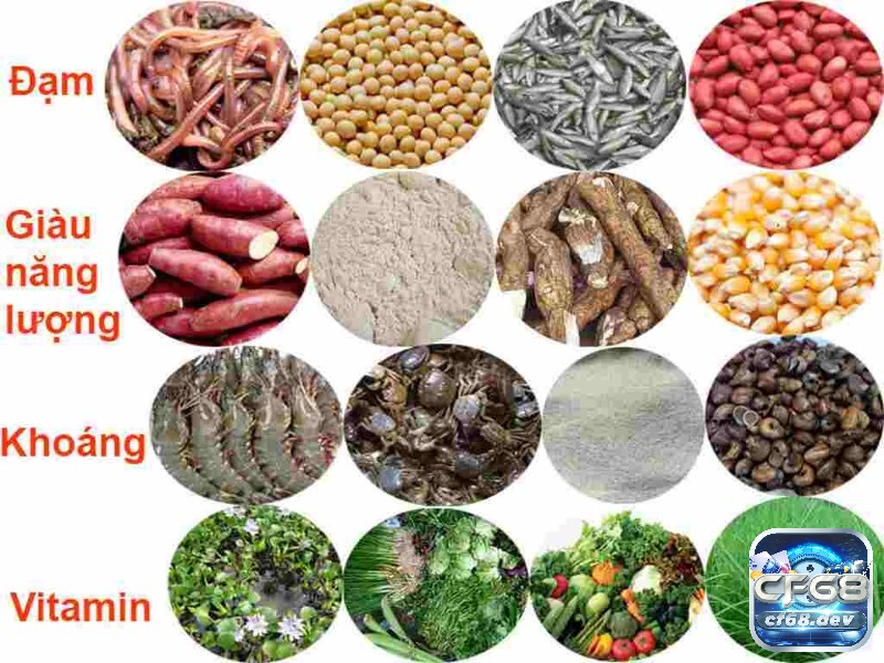 Thuốc gà đá là gì? Các loại thuốc gà đá tốt nhất 2025 Ngoài việc sử dụng thuốc ra thì anh em cần kết hợp chế độ ăn dinh dưỡng đầy đủ chất cho gà của mình
