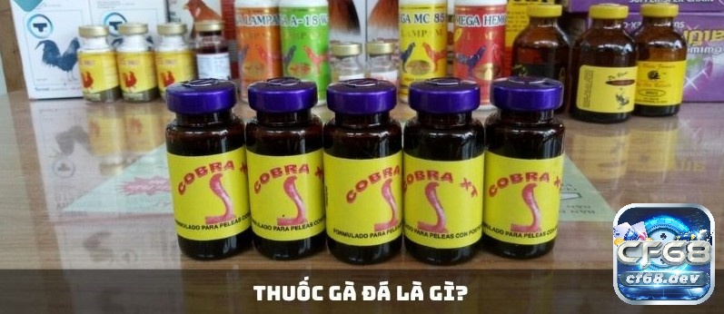 Thuốc gà đá là gì? Các loại thuốc gà đá tốt nhất 2025 Thuốc gà đá là yếu tố quan trọng giúp chiến kê tăng cường được sức khỏe, bền bỉ và duy trì phong độ trong quá trình thi đấu