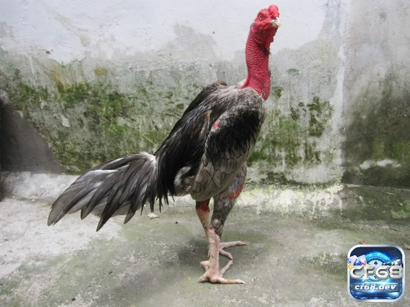 Kinh nghiệm nuôi gà đá hiệu quả từ các chuyên gia tại Việt Nam Gà đòn miền Bắc lì đòn, gà cựa miền Nam nhanh sắc bén, mỗi loại mang phong cách riêng