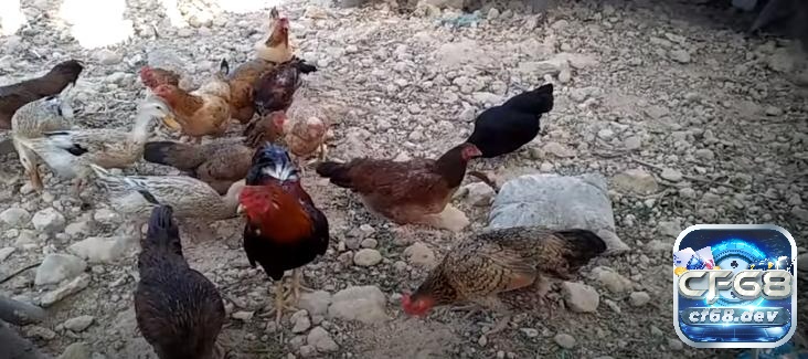 Kinh nghiệm nuôi gà đá hiệu quả từ các chuyên gia tại Việt Nam Kinh nghiệm nuôi gà đá thành công đòi hỏi kiến thức, kiên nhẫn và sự tận tâm trong từng bước chăm sóc