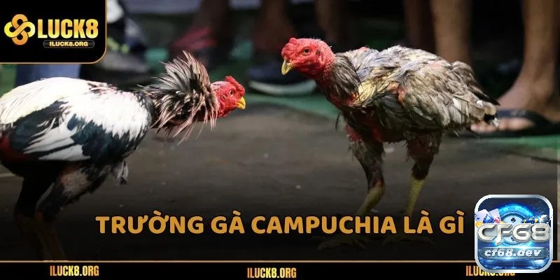 Trường gà Campuchia - Top 5 địa điểm nổi tiếng nhất 2025 Tìm hiểu trường gà campuchia đã hoạt động lâu đời và đại diện như một lễ hội và lễ nghi tôn giáo