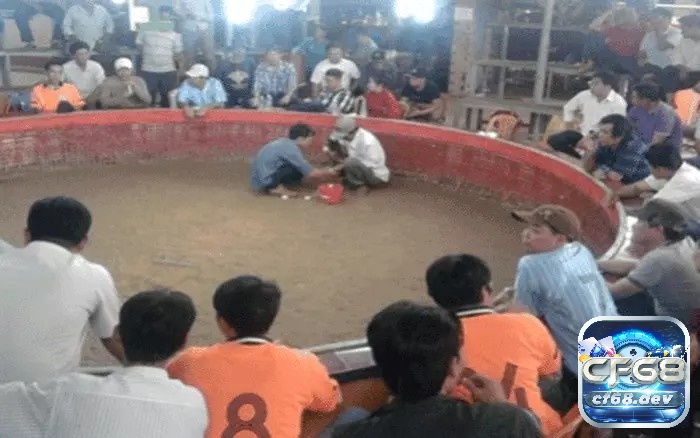 Trường gà Campuchia - Top 5 địa điểm nổi tiếng nhất 2025 Trường gà Battambang thường xuyên tổ chức vào các ngày trong tuần và có quy mô lớn hơn vào cuối tuần