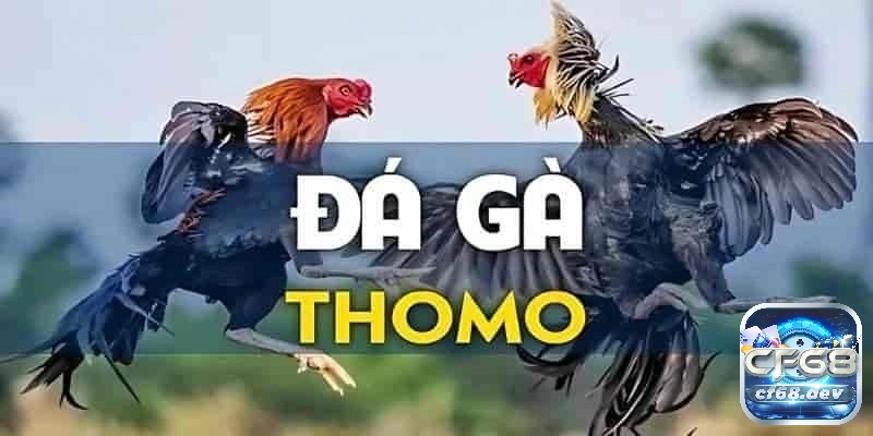 Trường gà Thomo - Hướng dẫn chi tiết và kinh nghiệm 2025 Trường gà thomo nổi bật với chất lượng hình ảnh và âm thanh vượt trội so với nhiều nền tảng khác