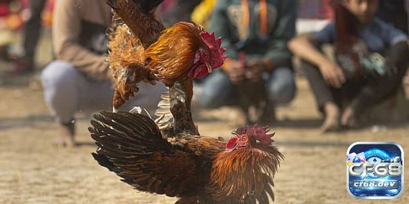 Cá cược đá gà: Kiến Thức, Hình Thức & Chiến Thuật Hiểu các hình thức cá cược đá gà phổ biến sẽ giúp người chơi nhận diện cạm bẫy và giảm nguy cơ mất tiền, rủi ro nghiêm trọng.