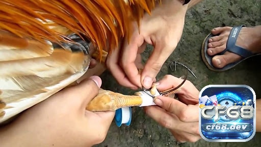 Cách làm cựa gà chuẩn xác – Bí quyết giúp chiến kê thêm lợi thế Kiểm tra kỹ lưỡng sau khi gắn cựa giúp phát hiện và điều chỉnh kịp thời để đảm bảo an toàn tối đa