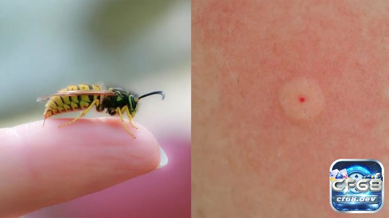 Giải mã giấc mơ thấy tổ ong mang điềm gì? Đánh số gì đổi đời? Liên tưởng đến con số 53 nếu bạn mơ bị ong đốt nhé