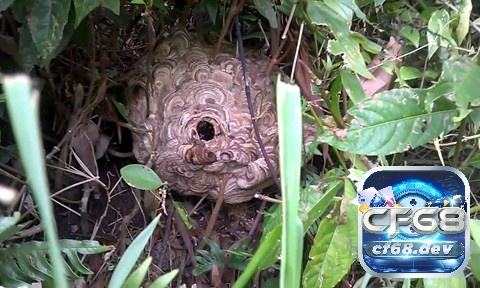 Giải mã giấc mơ thấy tổ ong mang điềm gì? Đánh số gì đổi đời? Giấc mơ thấy tổ ong bị rơi hoặc phá cảnh báo mối quan hệ gặp trục trặc