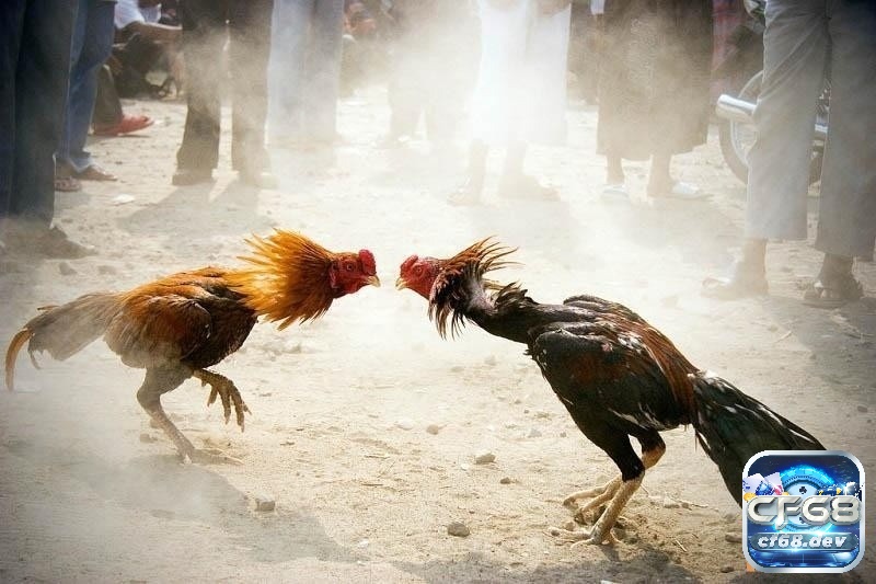 Luật đá gà chi tiết – Quy tắc cá cược trong giới sư kê Việt Nam Trọng tài “xâm” là người giữ trật tự, bảo đảm tính công bằng và minh bạch trong từng pha ra đòn của gà