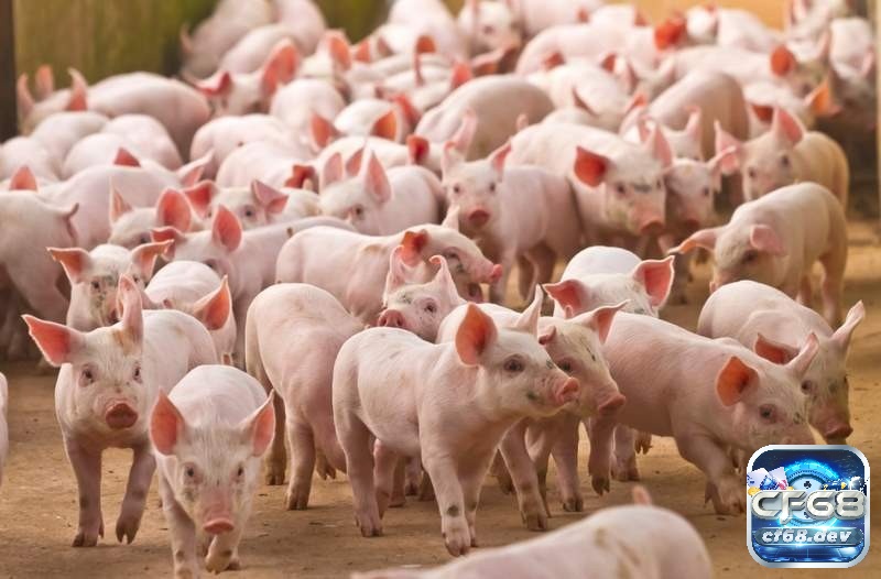 Mơ thấy lợn đánh số gì? Khám phá số đề tài lộc phía sau Mơ thấy nhiều lợn mang ý nghĩa về sự sung túc, thịnh vượng và cuộc sống đủ đầy